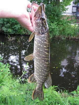 Snoekje 40cm